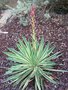vignette yucca gloriosa floraison