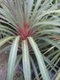 vignette Cordyline australis 'Sundance'