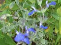 vignette Salvia jamensis ardoise bleue au 16 09 09