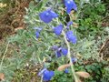 vignette Salvia jamensis ardoise bleue autre vue au 16 09 09