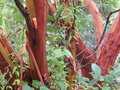 vignette Arbutus andrachnoides et son magnifique tronc au 16 09 09