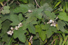 vignette Rubus formosensis