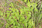 vignette Rubus parviaraliifolius