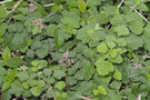 vignette Rubus parvifolius parvifolius