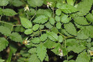 vignette Rubus rosifolius