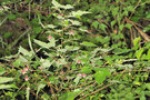 vignette Rubus taitoensis aculeatiflorus