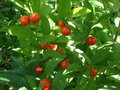 vignette Solanum pseudocapsicum