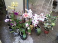 vignette quelques unes de mes orchides
