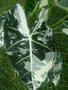 vignette Alocasia frydek variegata-feuille