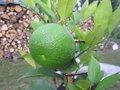 vignette citrus maxima neuseeland grapfruit avec fruit (sep 2009)