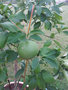 vignette citrus paradisi (pomelos) avec fruit (sep 2009)
