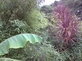 vignette Cordyline australis 'Atropurpurea'