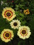vignette Glebionis carinata = Chrysanthemum carinatum- Chysanthme  carne
