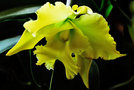 vignette Orchidées - Cattleya