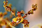 vignette Orchidees - Dendrobium discolor var. Broomfieldii