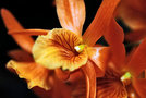 vignette Orchidees - Dendrobium