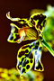 vignette Orchidées - Grammatophyllum Karukera Pride