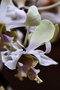 vignette Orchidées - Dendrobium ?
