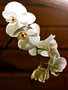 vignette Orchidees - Phalaenopsis amabilis