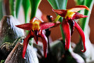vignette Orchidees - Bulbophyllum basisetum