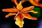 vignette Orchidees - Dendrobium