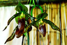 vignette Orchidees - Paphiopedilum