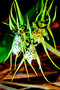 vignette Orchidees - Brassia