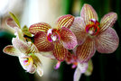 vignette Orchidees - Phalaenopsis
