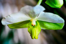 vignette Orchidees - Vanda sanderiana forma alba