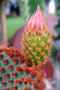 vignette Cactus - Opuntia Microdasys