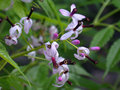 vignette Meliaceae - Arbre  chapelets - Melia azerdarach
