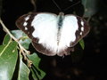 vignette Papillon (femelle Appias paulina?)