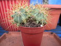 vignette ferocactus chrysacanthus ( vue de profil )