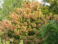 vignette Cornus florida rainbow qui commence à mettre son habit d'automne au 19 09 09