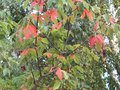 vignette Acer griseum qui commence sa coloration d'automne au 20 09 09
