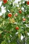 vignette Abutilon pictum 'Thompsonii'