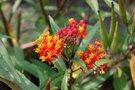 vignette Asclepias curassavica