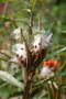 vignette Asclepias curassavica : fruits et graines