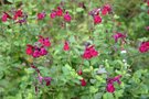 vignette Salvia macellaria 'Bordeaux'