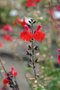 vignette Salvia 'Royal Bumble'