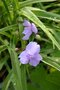 vignette Tradescantia 'Blue Stone'