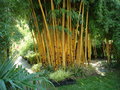 vignette Phyllostachys vivax'aureocaulis'