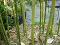 vignette Phyllostachys decora