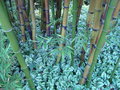 vignette Phyllostachys  'Shanghai'