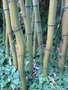 vignette Phyllostachys iridescens.