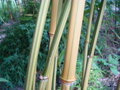 vignette Phyllostachys aureosulcata'Argus'