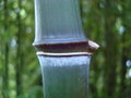 vignette Phyllostachys nuda