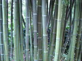 vignette Phyllostachys parvifolia.