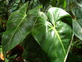 vignette Philodendron cordatum