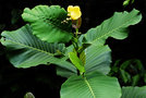 vignette Dilleniaceae - Dillenia suffruticosa